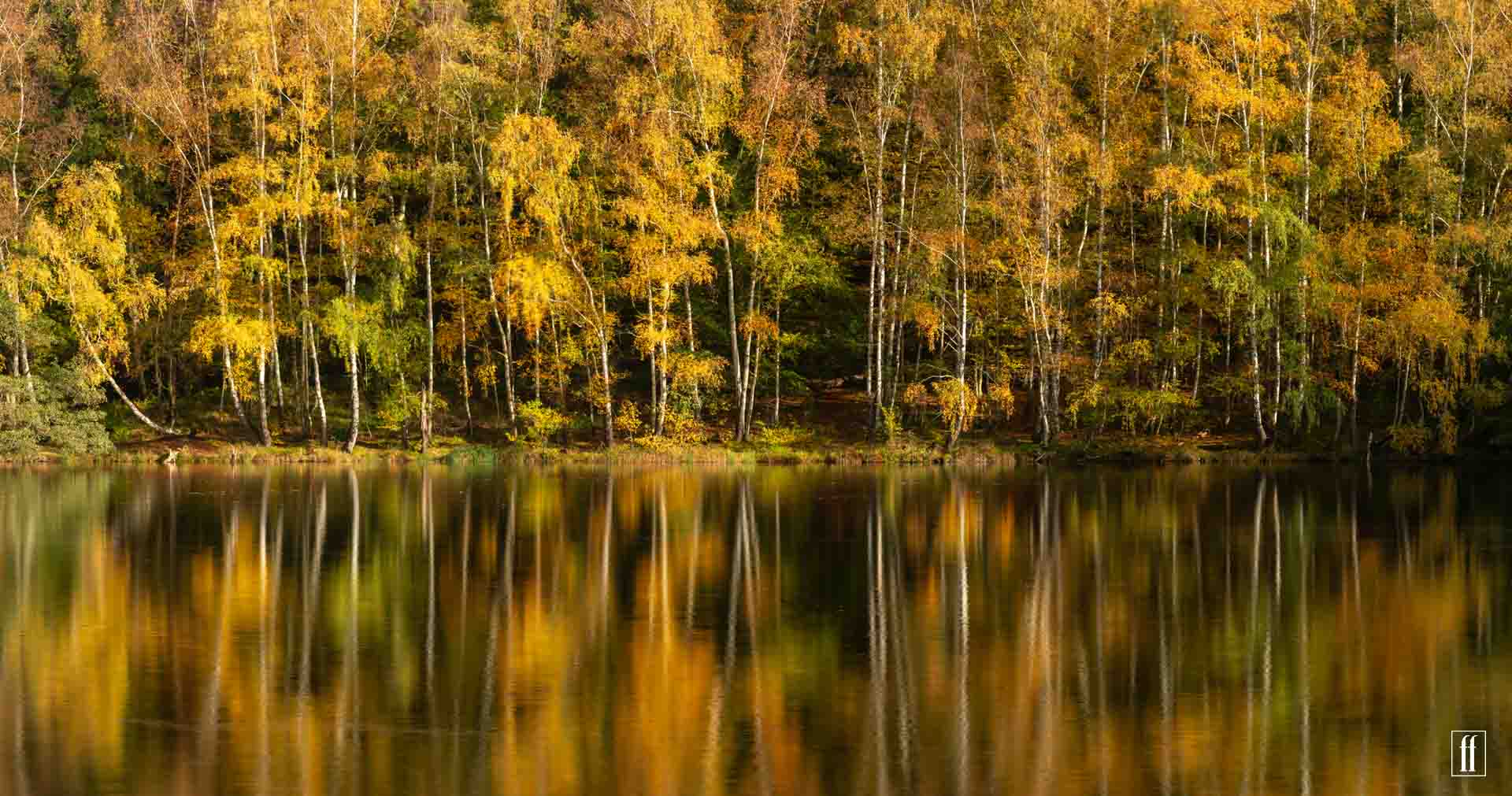 Ein am Ufer endender Birkenwald in Herbstlichen Farben spiegelt sich im Wasser